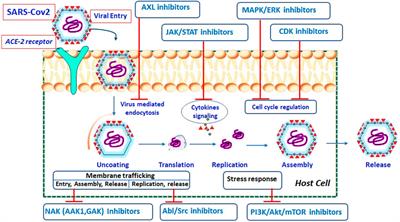 Kinase Inhibitors as Potential Therapeutic Agents in the Treatment of COVID-19